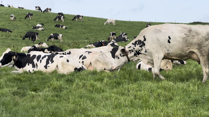 1999an, Debagoienean, 2.179 ustiategi zeuden; 2024an, aldiz, 402 baino ez