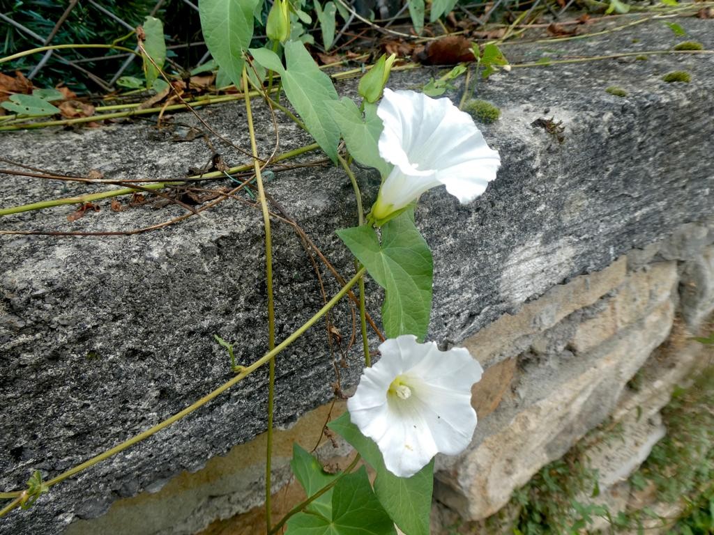 Txori mahatsa