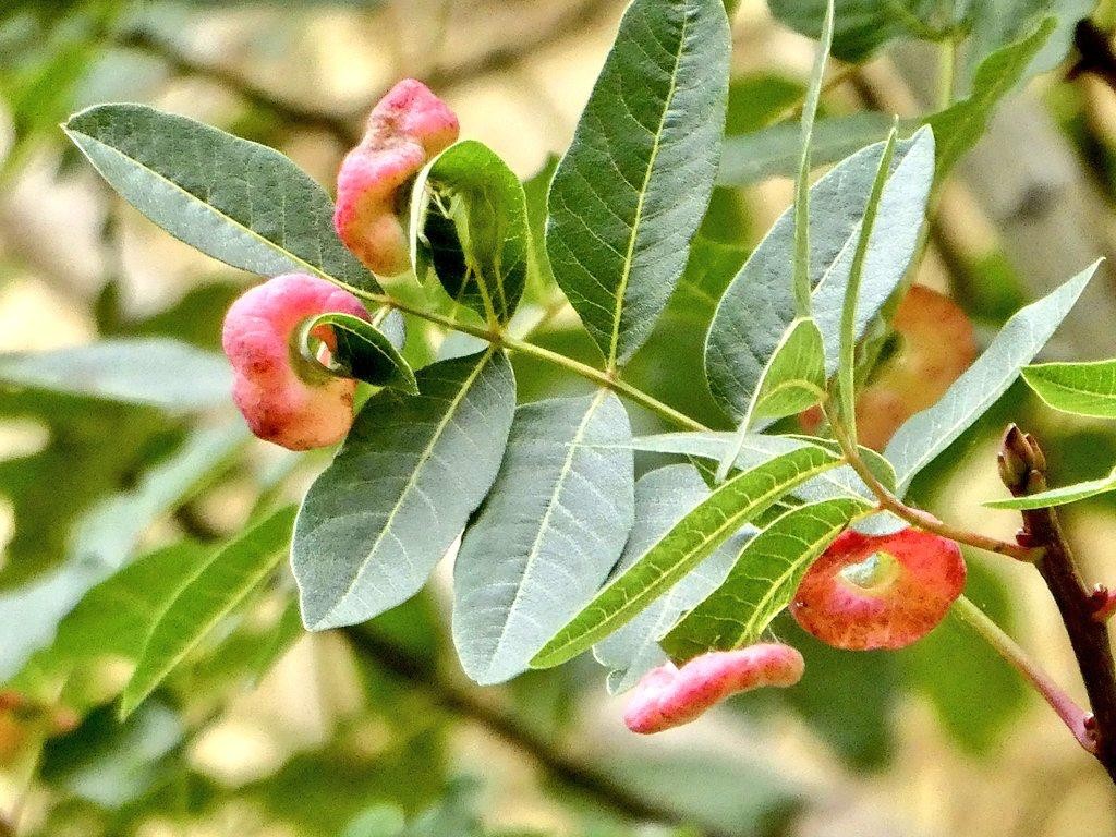 Ahutzadarra