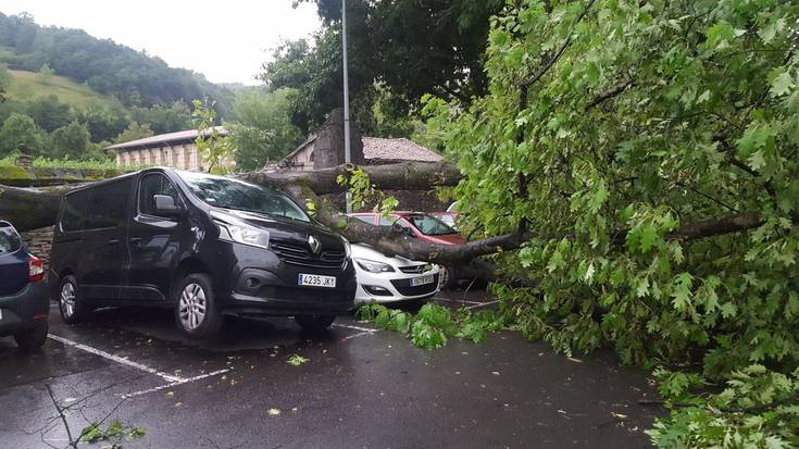 Haizeteak autoen gainera bota du arbolatzar bat Bergarako hilerri ondoan