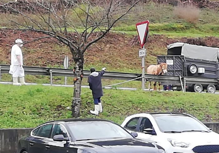 Behi batek ihes egin du Zubillagako hiltegira sartu aurretik