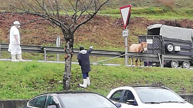 Behi batek ihes egin du Zubillagako hiltegira sartu aurretik