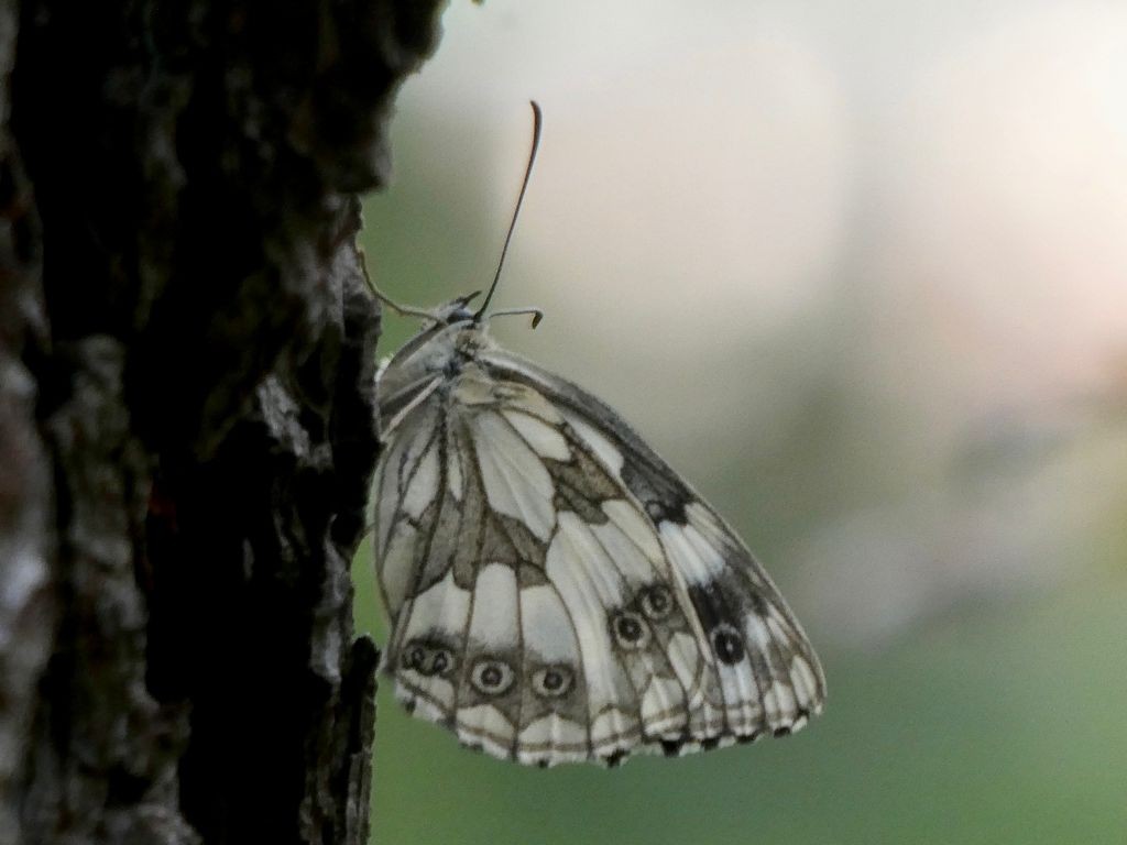 Doluerdi tximeleta