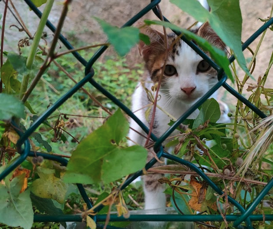 Adopzioan emateko katuak ditu OKKE elkarteak