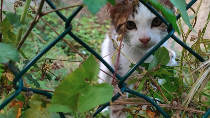 Adopzioan emateko katuak ditu OKKE elkarteak