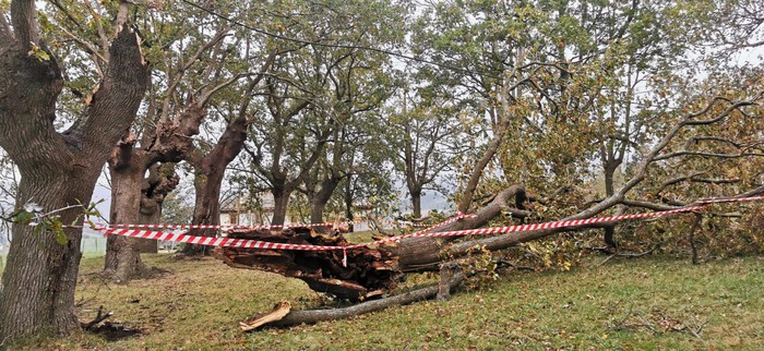 Aretxabaletan ere zuhaitz adar asko apurtuta haize zakarraren eraginez