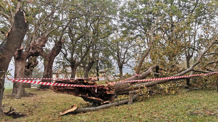 Aretxabaletan ere zuhaitz adar asko apurtuta haize zakarraren eraginez