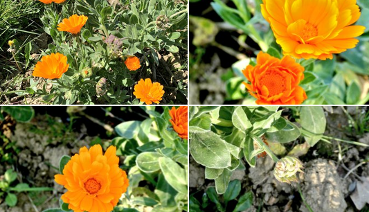 Hilerri-lili. Calendula