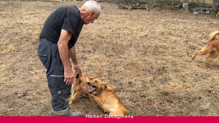 'Hemen Debagoiena': Euskal artzain arrazako txakurrak ezagutzen eta asteko albiste nabarmenak