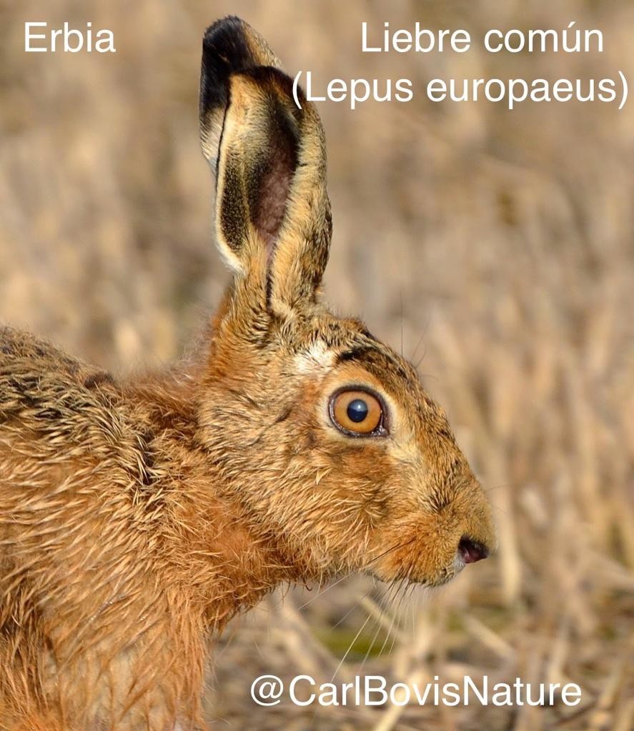 Erbia
