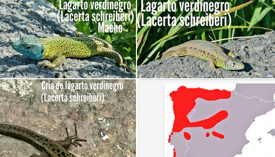 Schreiberi muskerra