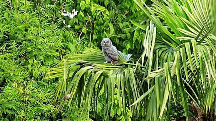 Babestutako hegazti baten kabia aurkitu dute zuhaitz batean