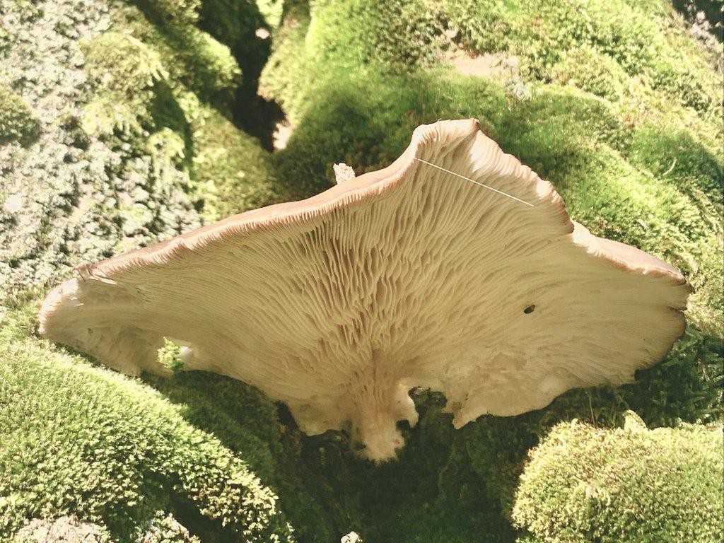 'Belarri landu' perretxikoa