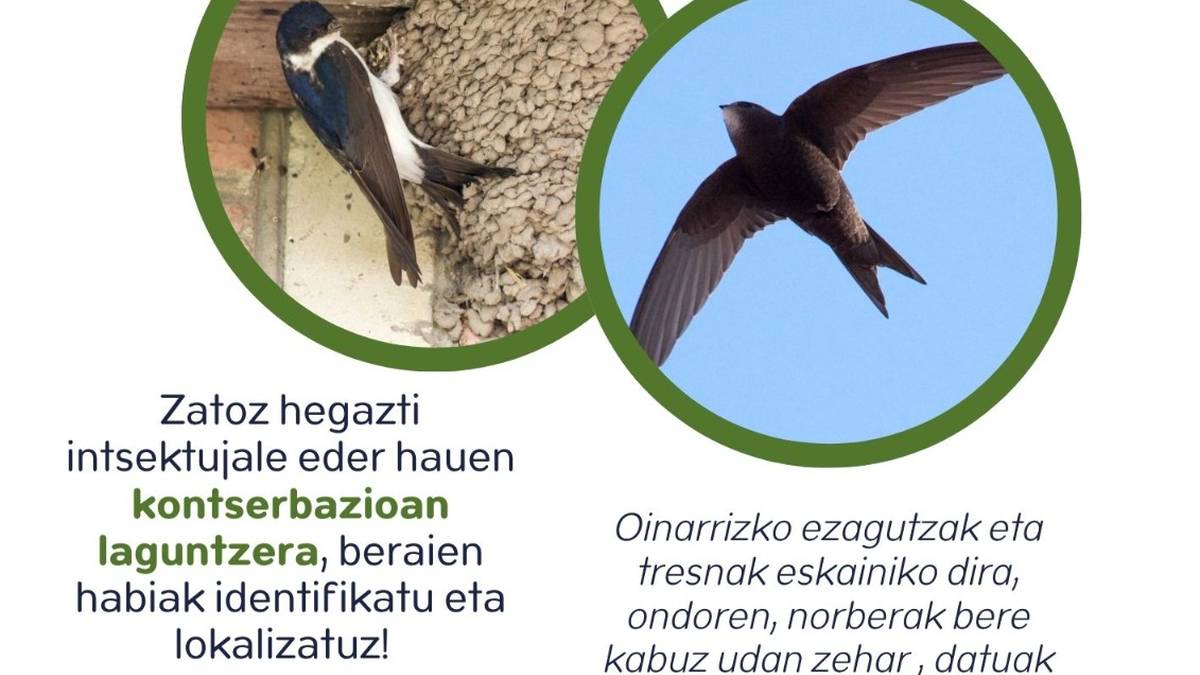 Enaren eta sorbeltzen kontserbazioa