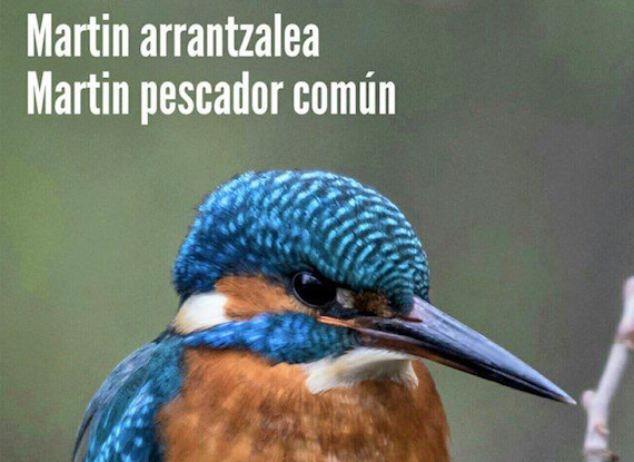 Martin arrantzalea