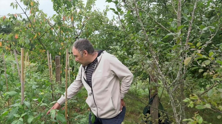 David Agirre tomate-ekoizleak jaso ditu jadanik aurtengo Aretxabaletako tomatearen lehen aleak