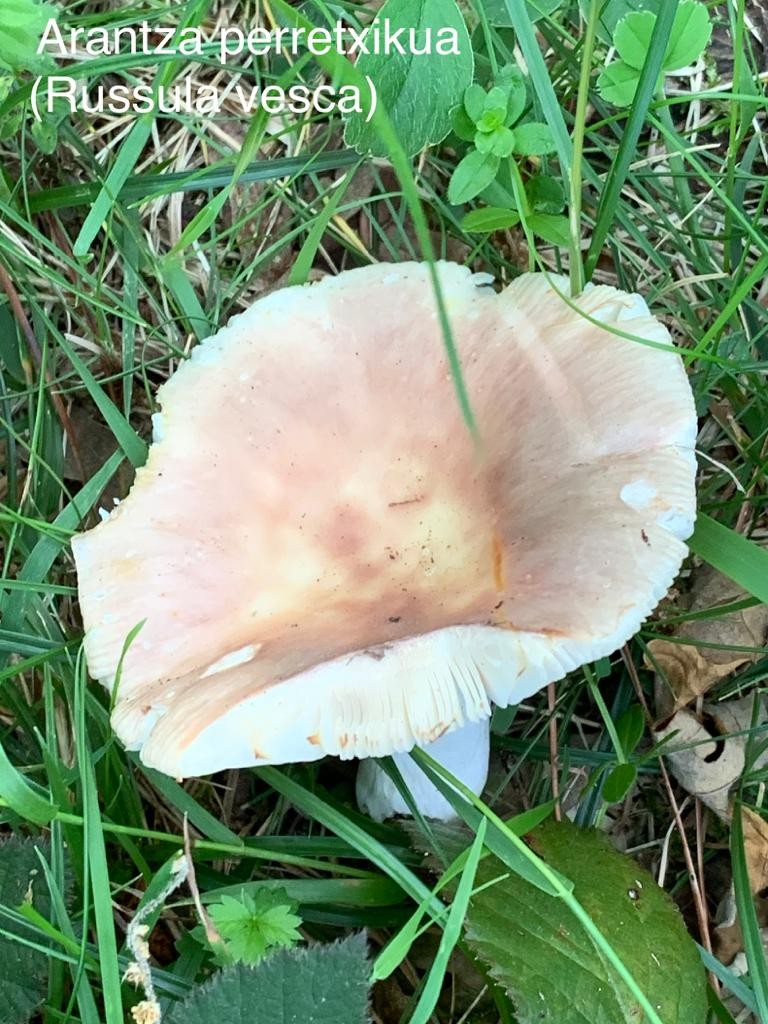 Arantza perretxikua