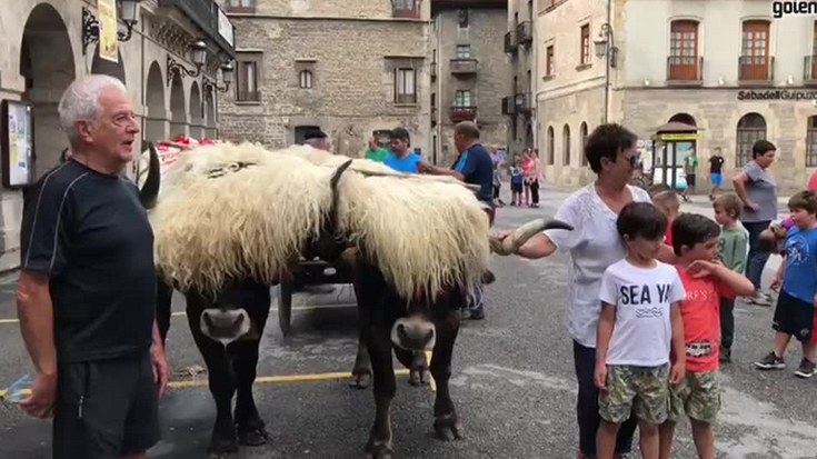 Abiatu dira idiak San Martzialera