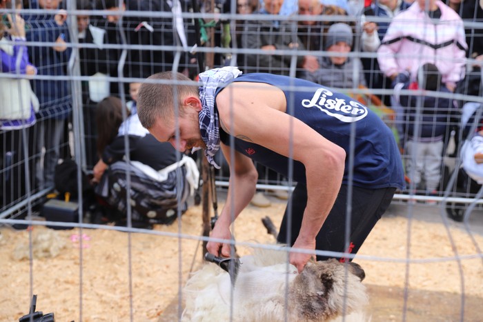 Mikel Velascoren ardi-moztea eta Juan Ignacio Regorigoren zaldi-ferratzea ikusgai santamasetako ganadu ferian