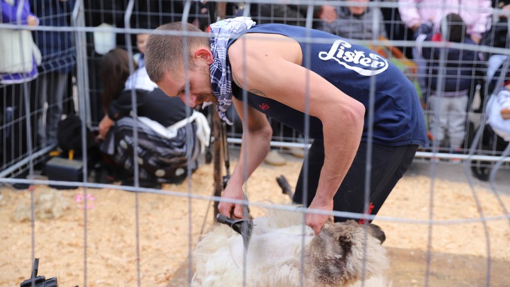 Mikel Velascoren ardi-moztea eta Juan Ignacio Regorigoren zaldi-ferratzea ikusgai santamasetako ganadu ferian