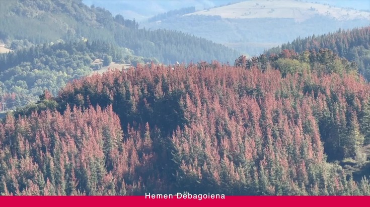 'Hemen Debagoiena': Erreportajea: Besaide eta Tellamendi arteko pinu-sailak hilda daude; zergatik? Bestetik, saioa amaitzeko, ‘Handik hona’ tartea