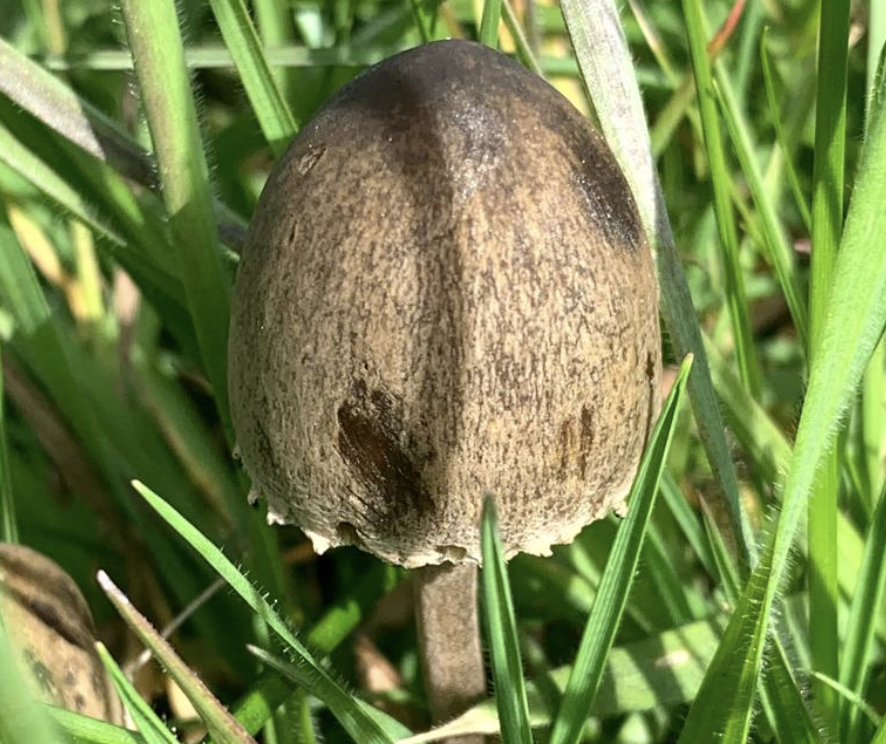 Orribeltz berdeska perretxikoa