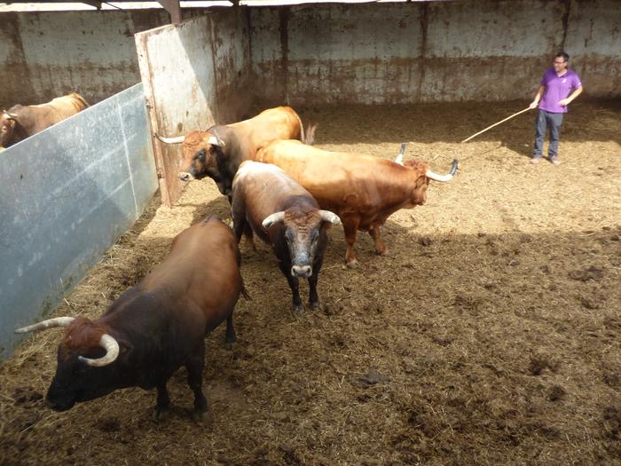 Bergarako Zezenak ganadutegiak abelburu guztiak hil beharko ditu tuberkulosi kasu baten eraginez