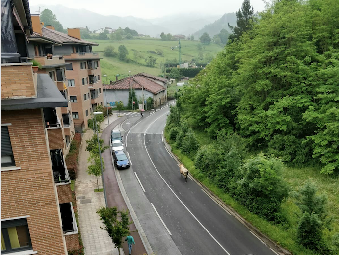 Sustoa eragin du behiak errepidean