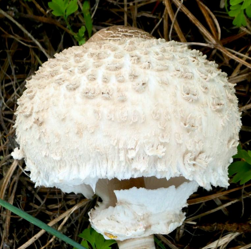 Galanperna