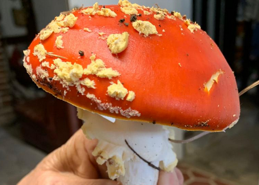 Amanita muscaria perretxikoa