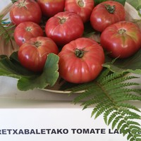 Tomatearen Ibilbidea