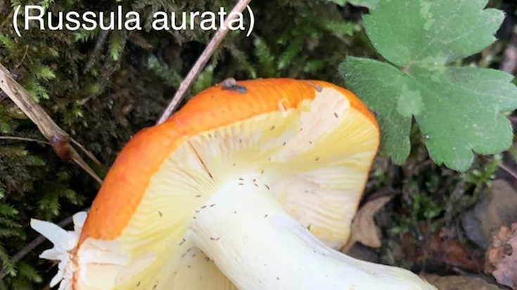 Russula Aurata (Gibel Kuletu)