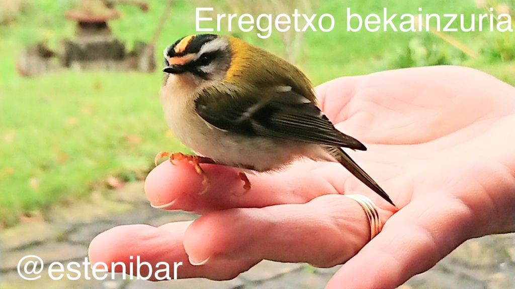 Sagutxoriak