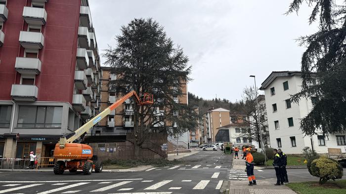 Ondoko etxebizitzari kalte egiten dion zuhaitza kentzen ari dira Musakolan