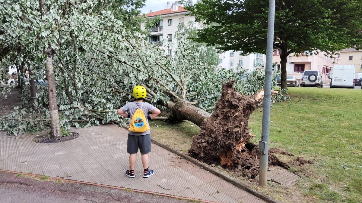 Zuhaitz bat bota du haizeak Aretxabaletan