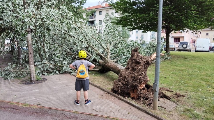 Zuhaitz bat bota du haizeak Aretxabaletan