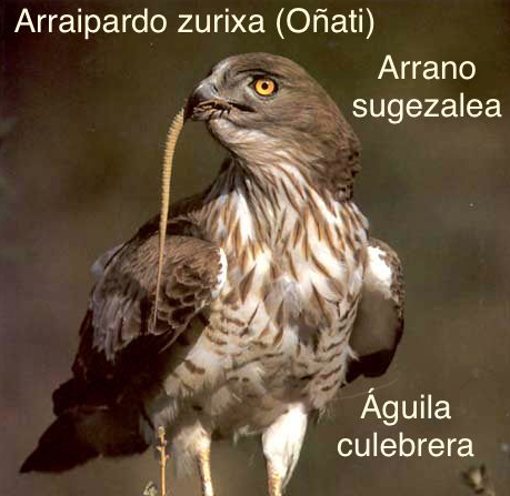 Arraipardo zurixa (Oñatin)