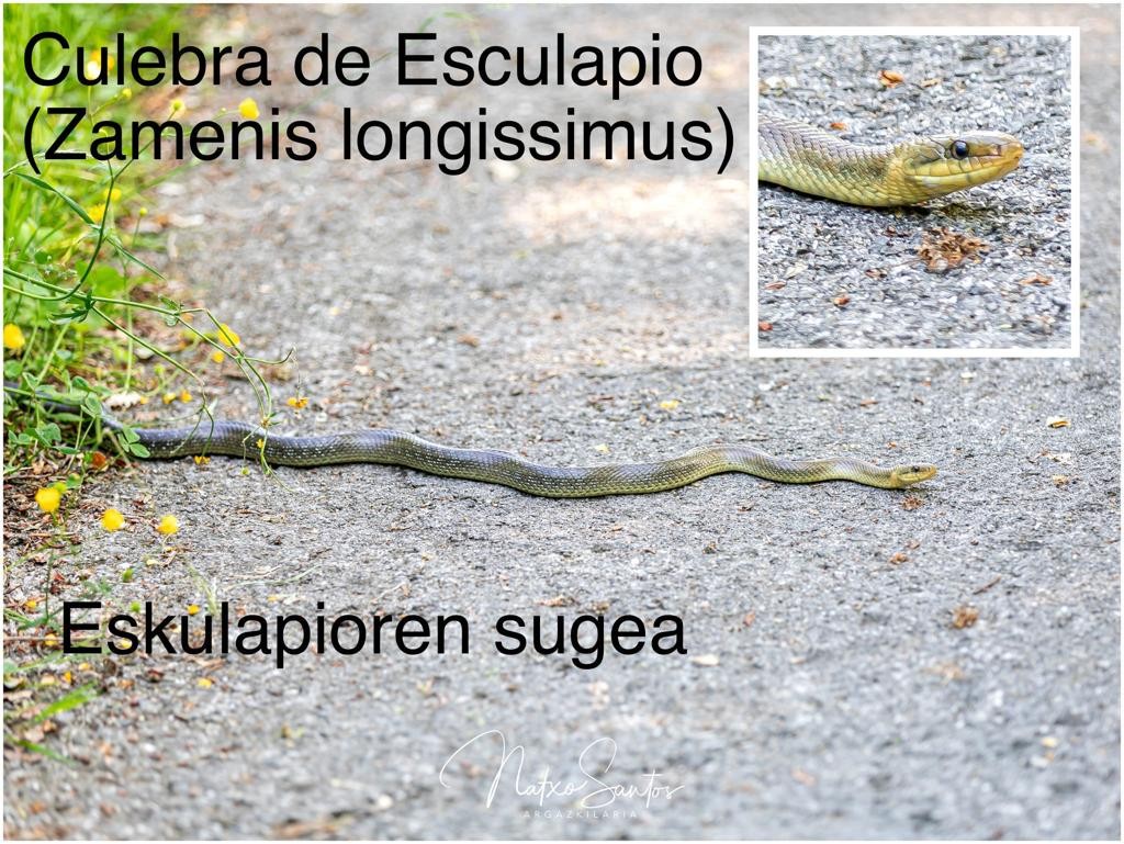 Eskulapioren sugea