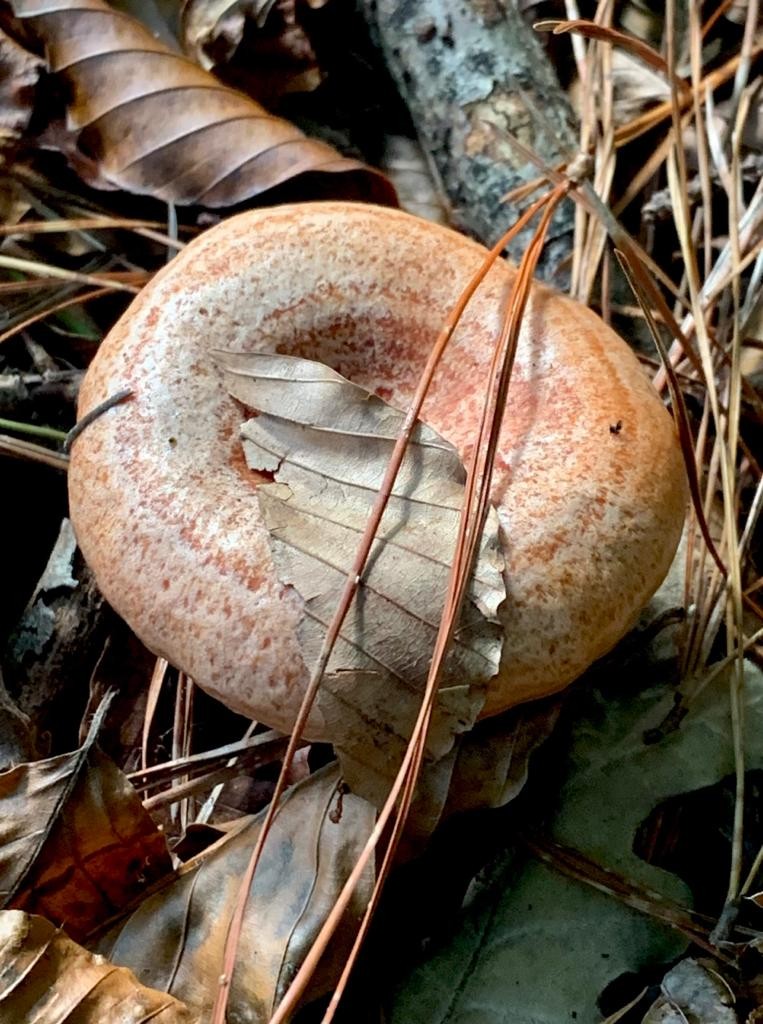 Piñutelak