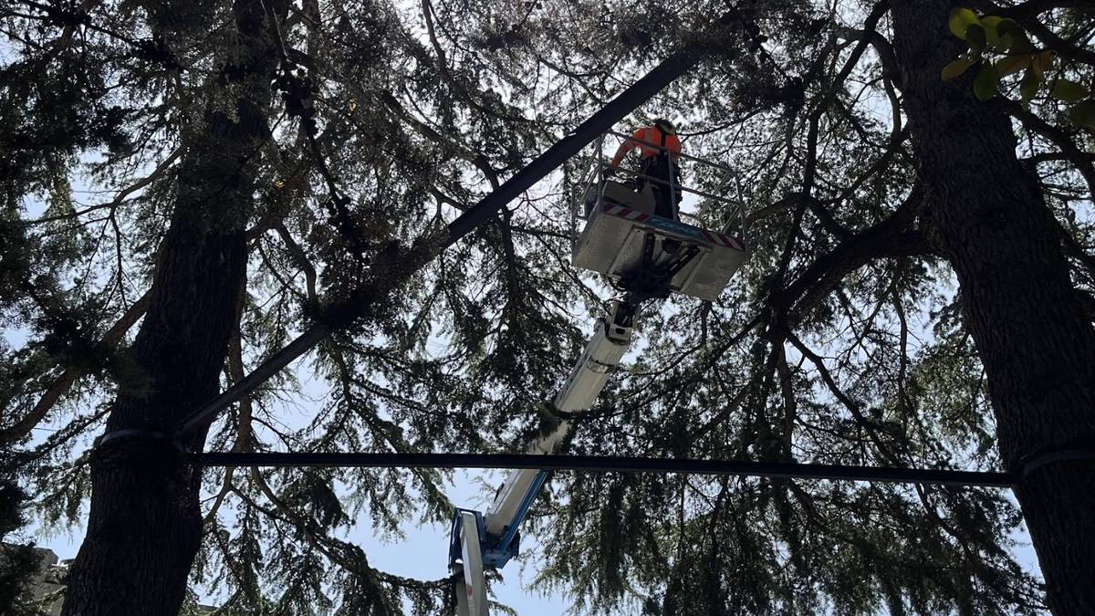 Neurriak hartu dituzte zuhaitzen segurtasuna garantizatzeko