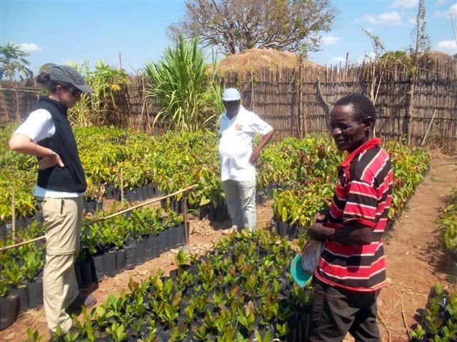 Hiruatxen azken fruituak: Mozambikeko anakardoak eta Ekuadorreko kakaoa