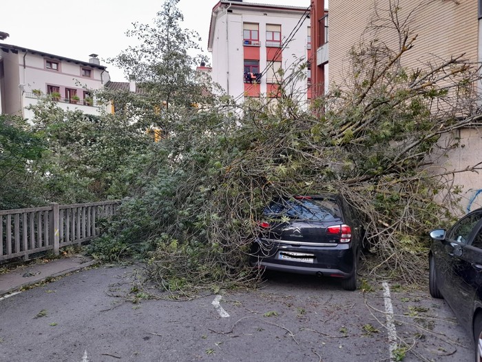 Zuhaitz bat auto baten gainera erori da haizetearen ondorioz