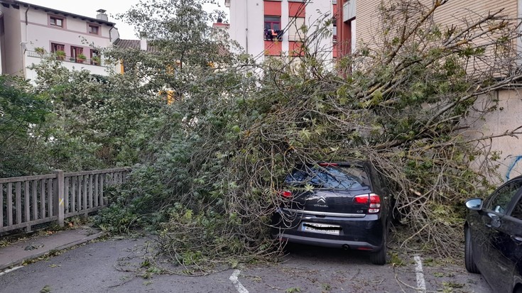 Zuhaitz bat auto baten gainera erori da haizetearen ondorioz