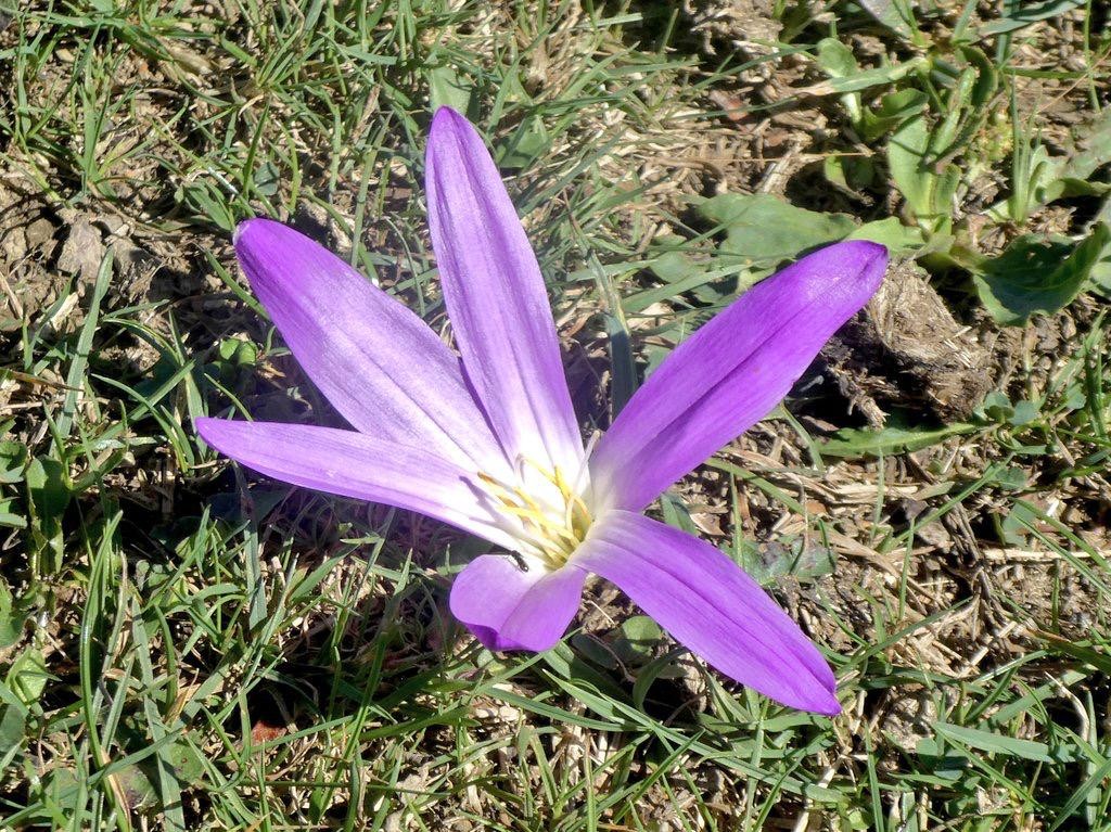 'Quitameriendas' lorea
