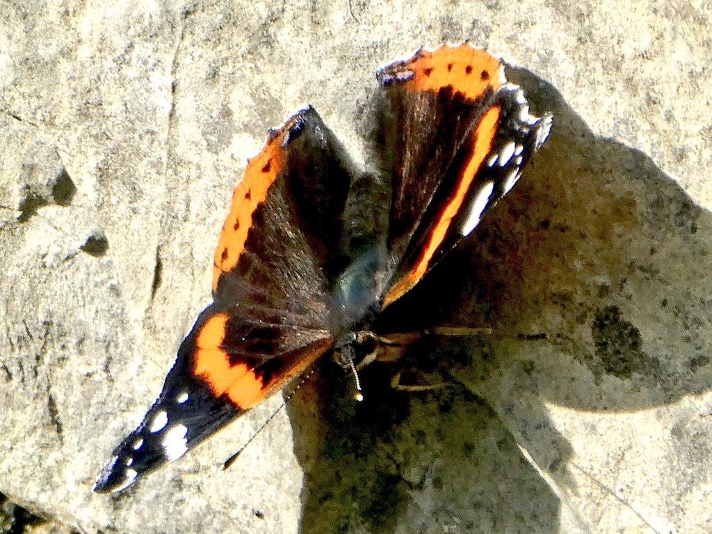 Vanessa atalanta tximeleta