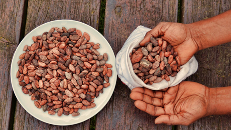 'Txokolatearen bidaia' bisita