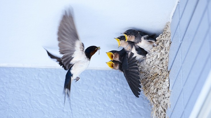 'Enarak proiektua' aurkeztuko dute eguenean
