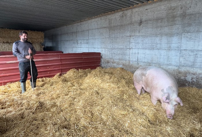Elgetan hazitako 'Poxpolin' txerria izango da San Tomas azokako protagonista aurten