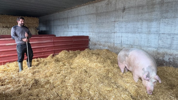 Elgetan hazitako 'Poxpolin' txerria izango da San Tomas azokako protagonista aurten