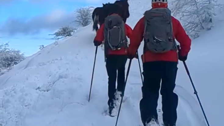 Urbian galduta dagoen artzaiaren artaldea eta txakurra aurkitu ditu ertzaintzak